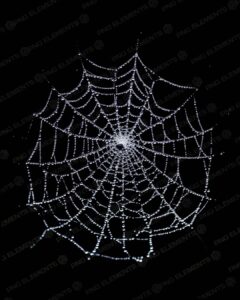 TEIA DE ARANHA -SPIDER WEB - ELEMENTO PNG - PNG ELEMENTO - EGG PNG