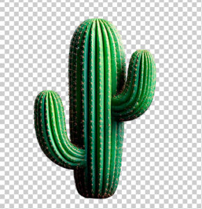 CACTO SÃO JOÃO ELEMENTO PNG SÃO JOÃO FESTA JUNINA - CACTO